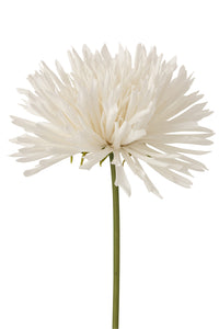 Chrysant wit large