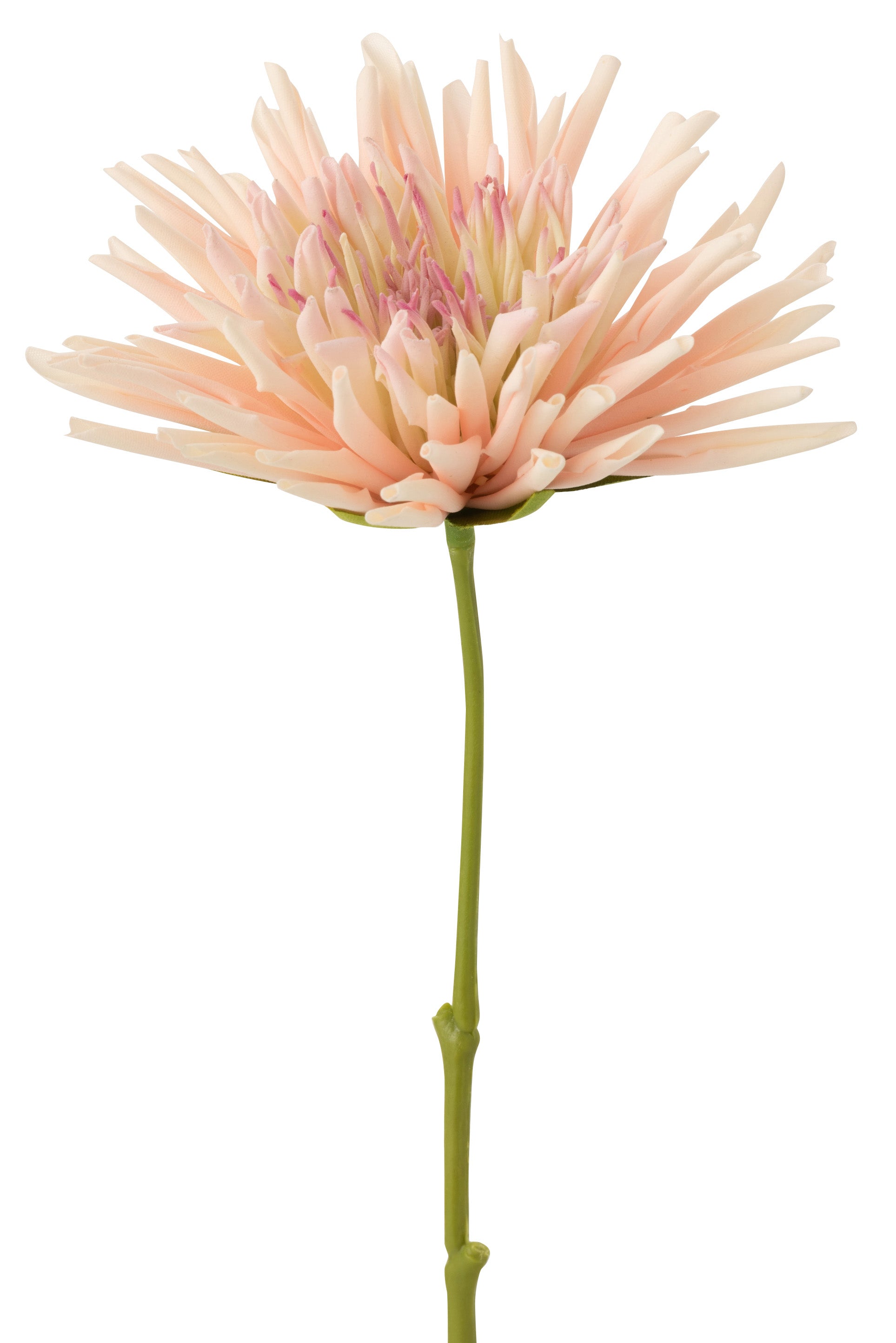 Chrysant mini lichtroze