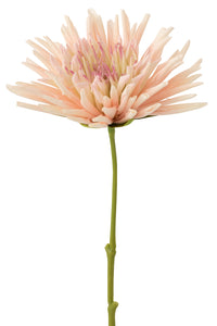 Chrysant mini lichtroze