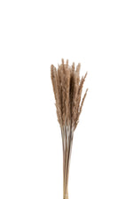 Afbeelding in Gallery-weergave laden, Bundel pennisetum gedroogd gras
